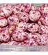 شكر پنير گل محمدي ريز 5ك